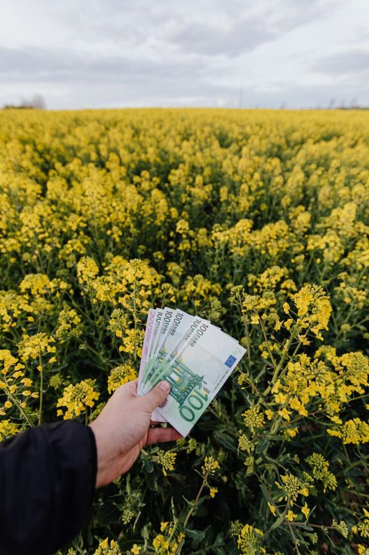 kwiaty i pieniądze
